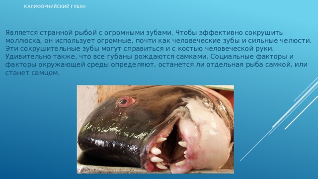 Калифорнийский губан Является странной рыбой с огромными зубами. Чтобы эффективно сокрушить моллюска, он использует огромные, почти как человеческие зубы и сильные челюсти. Эти сокрушительные зубы могут справиться и с костью человеческой руки. Удивительно также, что все губаны рождаются самками. Социальные факторы и факторы окружающей среды определяют, останется ли отдельная рыба самкой, или станет самцом.