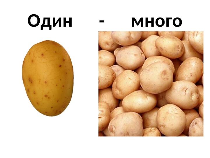 Овощи картинки один много