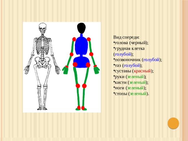       Вид спереди: голова (черный); грудная клетка ( голубой ); позвоночник ( голубой ); таз ( голубой ); суставы ( красный ); руки ( зеленый ); кисти ( зеленый ); ноги ( зеленый ); стопы ( зеленый ).              