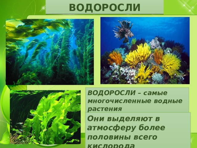 ВОДОРОСЛИ ВОДОРОСЛИ – самые многочисленные водные растения Они выделяют в атмосферу более половины всего кислорода