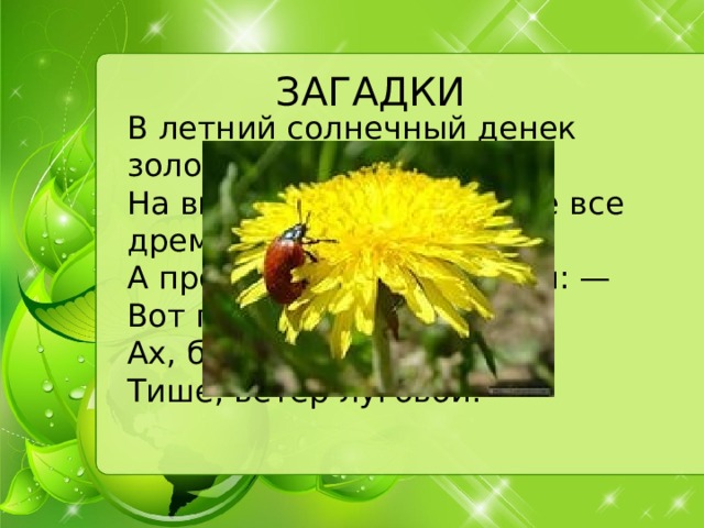 ЗАГАДКИ В летний солнечный денек золотой расцвел цветок,   На высокой тонкой ножке все дремал он у дорожки,   А проснулся — улыбнулся: — Вот пушистый я какой,   Ах, боюсь, что разлечусь. Тише, ветер луговой!  