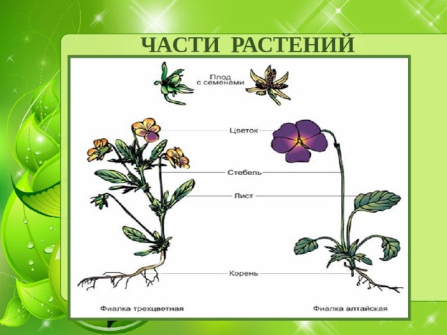 Картинка части растений 1 класс