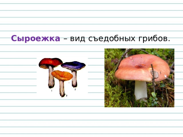 Сыроежка – вид съедобных грибов.