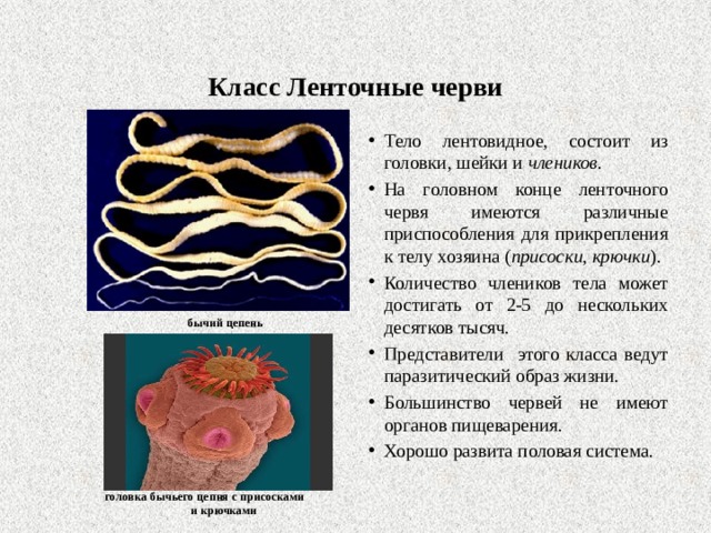 Класс Ленточные черви   Тело лентовидное, состоит из головки, шейки и члеников . На головном конце ленточного червя имеются различные приспособления для прикрепления к телу хозяина ( присоски, крючки ). Количество члеников тела может достигать от 2-5 до нескольких десятков тысяч. Представители этого класса ведут паразитический образ жизни. Большинство червей не имеют органов пищеварения. Хорошо развита половая система. бычий цепень головка бычьего цепня с присосками и крючками