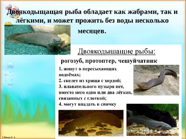 Двоякодыщащая рыба обладает как жабрами, так и лёгкими, и может прожить без воды несколько месяцев .