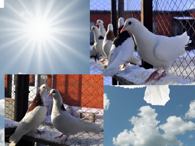 Жильё голубей Домик голубей –голубятня