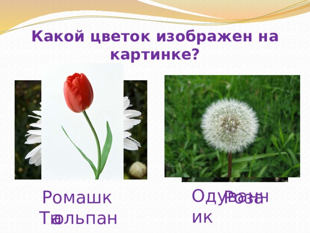 Какой цветок изображен на картинке?  Одуванчик  Роза  Тюльпан Ромашка