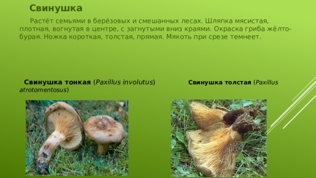 Свинушки грибы фото съедобные и несъедобные как выглядят