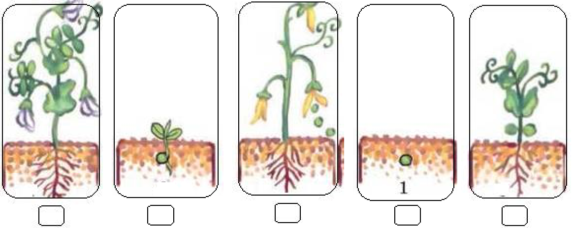 Определи последовательность развития растения из семени. Стадии развития растения в правильном порядке. Пронумеруй по порядку стадии развития растения. Пронумеруй этапы развития растений. Прорастание семян.