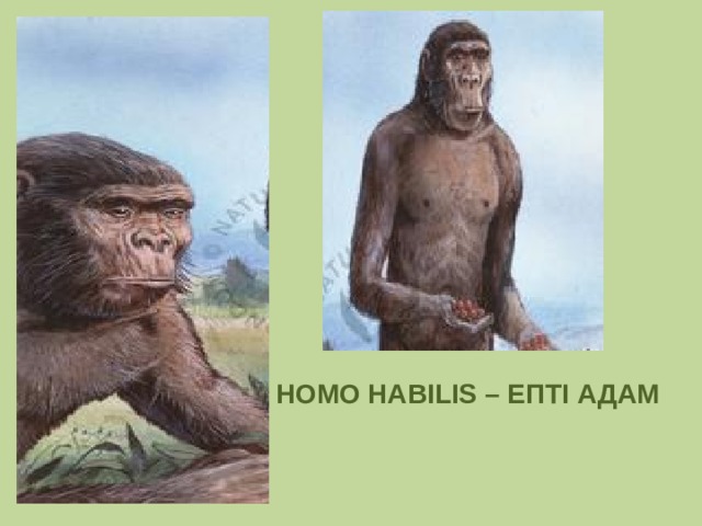 HOMO HABILIS – ЕПТІ АДАМ