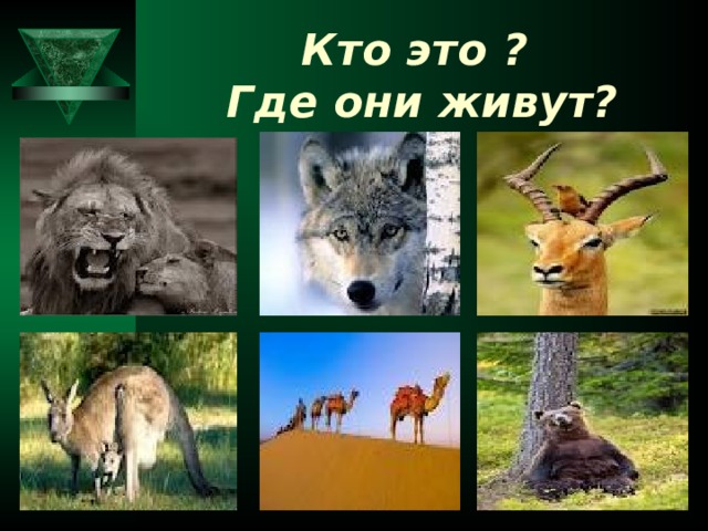 Кто это ?  Где они живут?