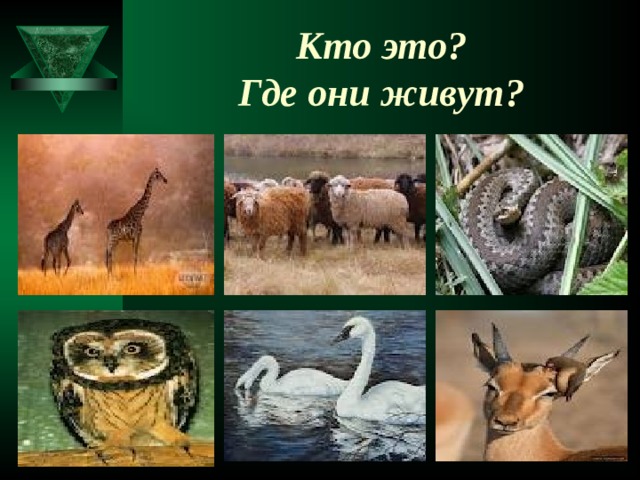 Кто это?  Где они живут?