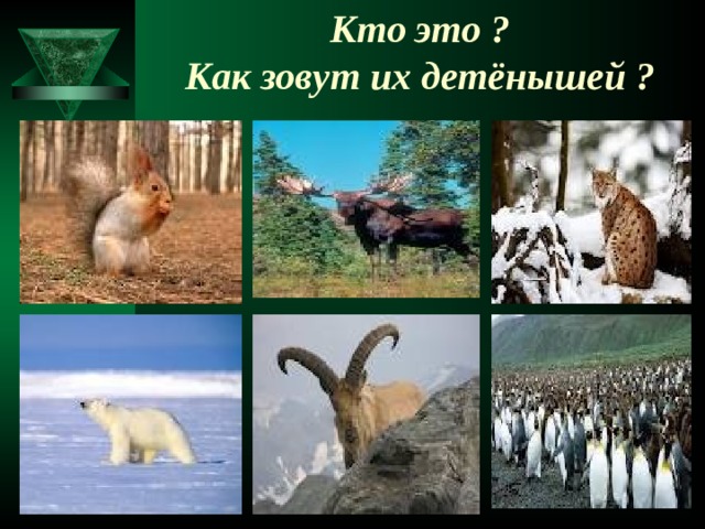 Кто это ?  Как зовут их детёнышей ?