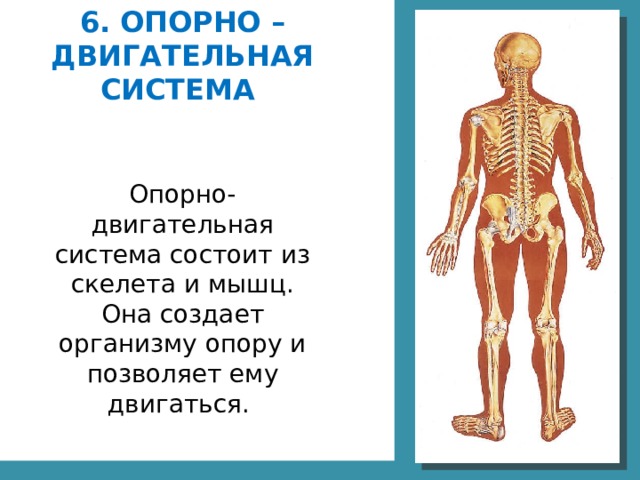 6. ОПОРНО –ДВИГАТЕЛЬНАЯ СИСТЕМА Опорно-двигательная система состоит из скелета и мышц. Она создает организму опору и позволяет ему двигаться.