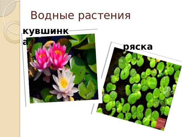 Водные растения кувшинка ряска