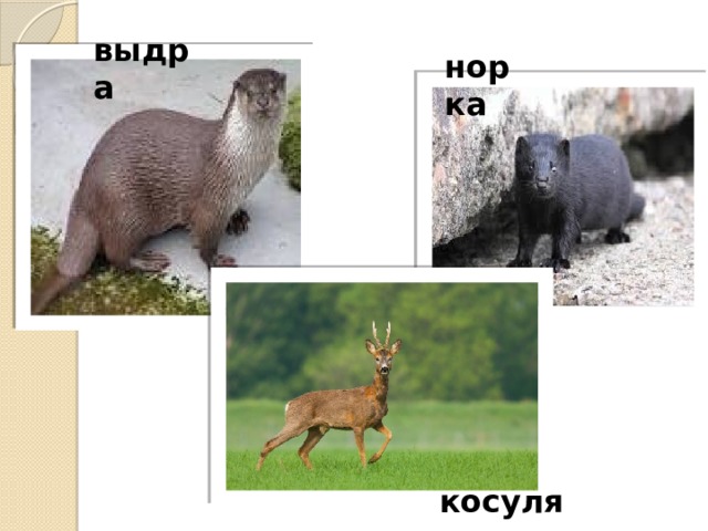 выдра норка косуля