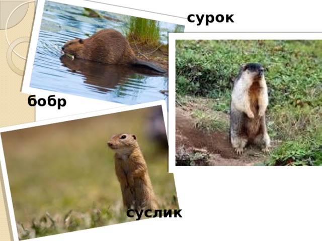 сурок бобр суслик