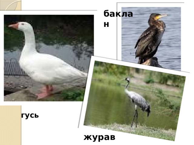 баклан гусь журавль