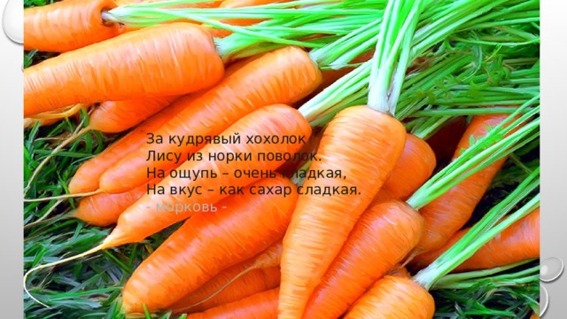 За кудрявый хохолок  Лису из норки поволок.  На ощупь – очень гладкая,  На вкус – как сахар сладкая.  - морковь -