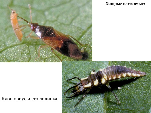 Хищные насекомые: Клоп ориус и его личинка