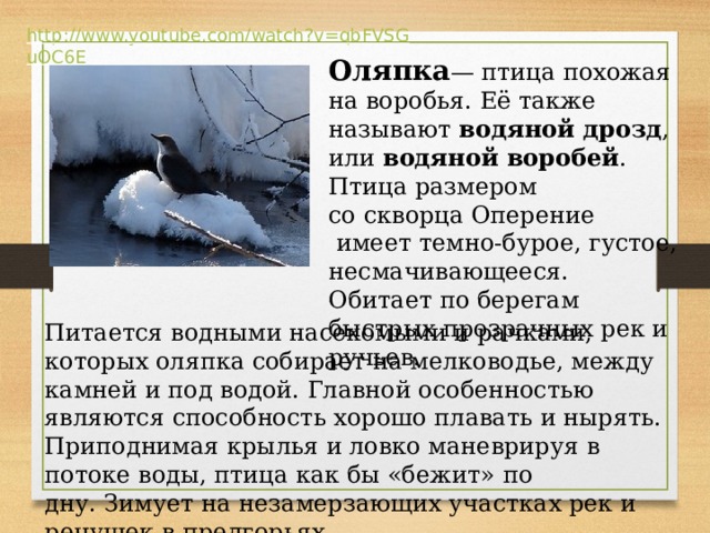 Оляпка — птица похожая на воробья. Её также называют  водяной дрозд , или  водяной воробей . Птица размером со скворца Оперение  имеет темно-бурое, густое, несмачивающееся. Обитает по берегам быстрых прозрачных рек и ручьев. Питается водными насекомыми и рачками, которых оляпка собирает на мелководье, между камней и под водой. Главной особенностью являются способность хорошо плавать и нырять. Приподнимая крылья и ловко маневрируя в потоке воды, птица как бы «бежит» по дну. Зимует на незамерзающих участках рек и речушек в предгорьях. 