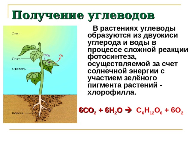 Получение углеводов  В растениях углеводы образуются из двуокиси углерода и воды в процессе сложной реакции фотосинтеза, осуществляемой за счет солнечной энергии с участием зелёного пигмента растений - хлорофилла. 6СО 2 + 6Н 2 О  С 6 Н 12 О 6 + 6О 2