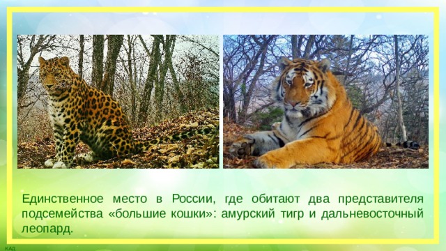 Единственное место в России, где обитают два представителя подсемейства «большие кошки»: амурский тигр и дальневосточный леопард.