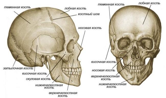 Скула анатомия фото