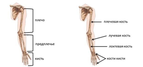 Предпоечье. Свободная верхняя конечность предплечья это. Скелет верхних конечностей плечо предплечье кисть. Верхняя свободная конечность плечо предплечье. Плечевая кость и кости предплечья.