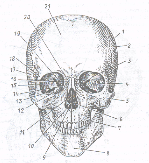 Скелет черепа биология. Череп вид спереди Сапин. Кости черепа человека анатомия. Череп спереди анатомия. Череп анатомия Сапин.