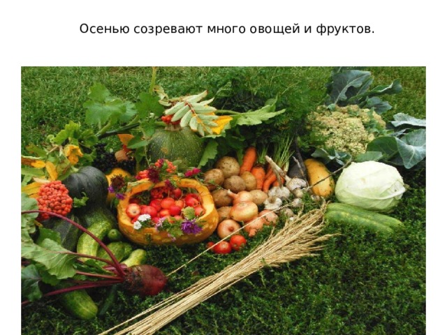 Осенью созревают много овощей и фруктов.