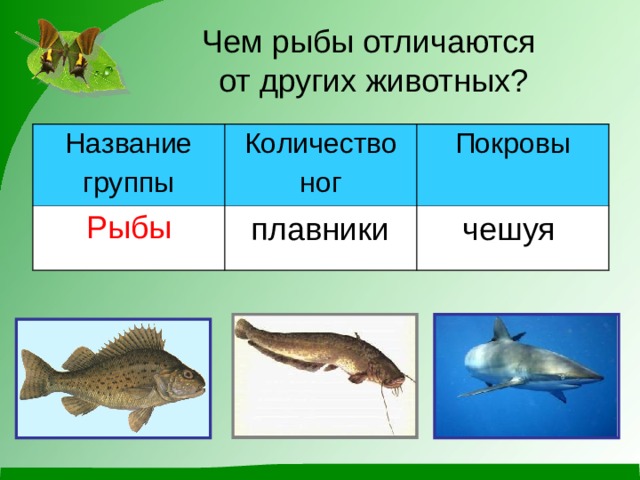 Чем рыбы отличаются  от других животных? Название группы Количество ног Рыбы Покровы плавники чешуя