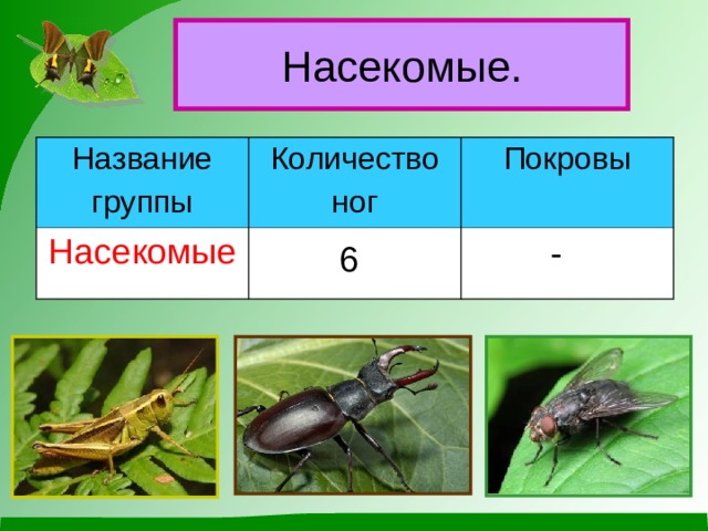 Насекомые. Название группы Количество ног Насекомые Покровы - 6