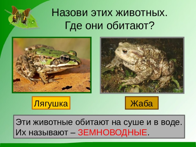 Назови этих животных.  Где они обитают? Лягушка Жаба Эти животные обитают на суше и в воде. Их называют – ЗЕМНОВОДНЫЕ .