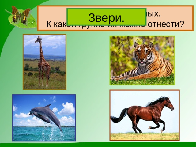 Назови этих животных.  К какой группе их можно отнести? Звери.