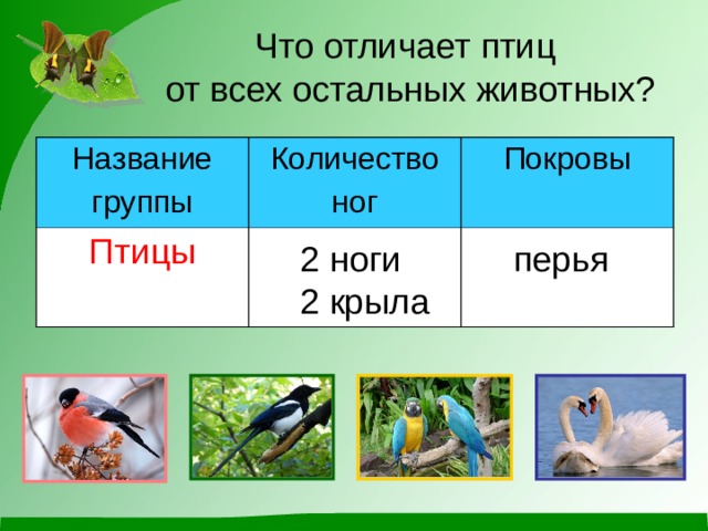 Что отличает птиц  от всех остальных животных? Название группы Количество ног Птицы Покровы 2 ноги 2 крыла перья