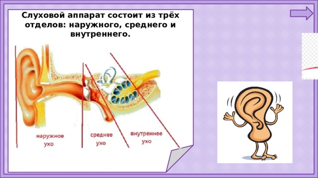 Слуховой аппарат состоит из трёх отделов: наружного, среднего и внутреннего.