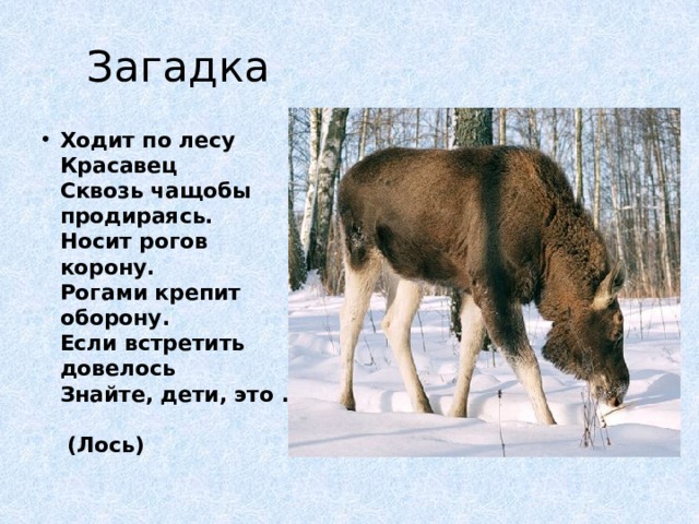 Загадка