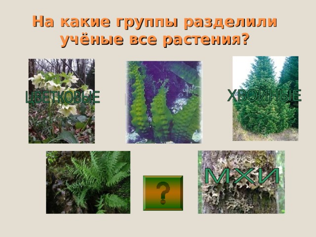 На какие группы разделили учёные все растения?