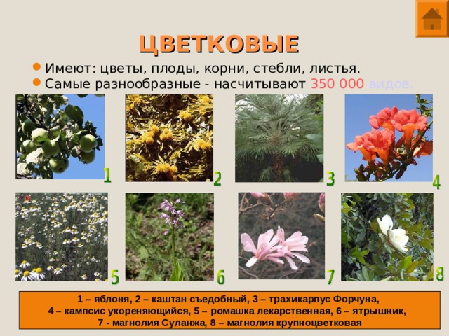 ЦВЕТКОВЫЕ Имеют: цветы, плоды, корни, стебли, листья. Самые разнообразные - насчитывают 350 000  видов. 1 – яблоня, 2 – каштан съедобный, 3 – трахикарпус Форчуна, 4 – кампсис укореняющийся, 5 – ромашка лекарственная, 6 – ятрышник, 7 - магнолия Суланжа, 8 – магнолия крупноцветковая
