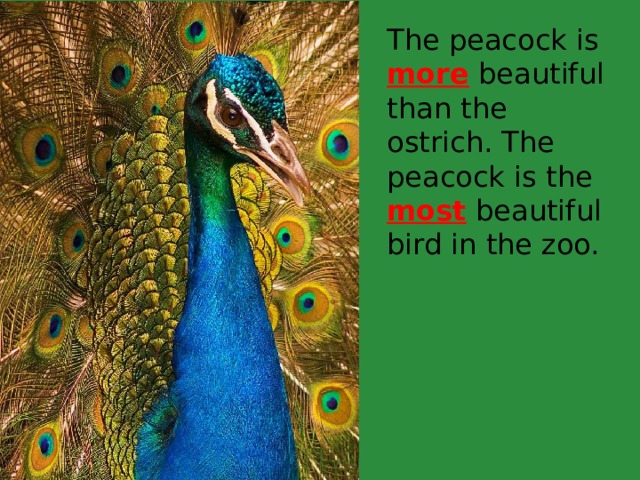 The peacock is more beautiful than the ostrich. The peacock is the most beautiful bird in the zoo.