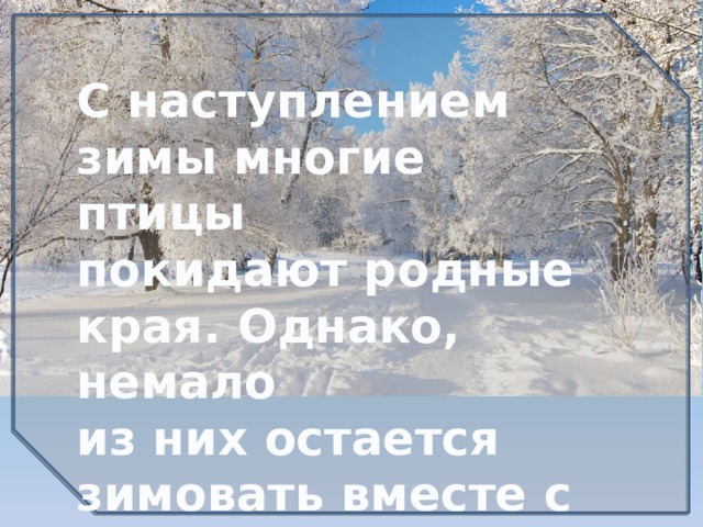 С наступлением зимы многие птицы покидают родные края. Однако, немало из них остается зимовать вместе с нами…