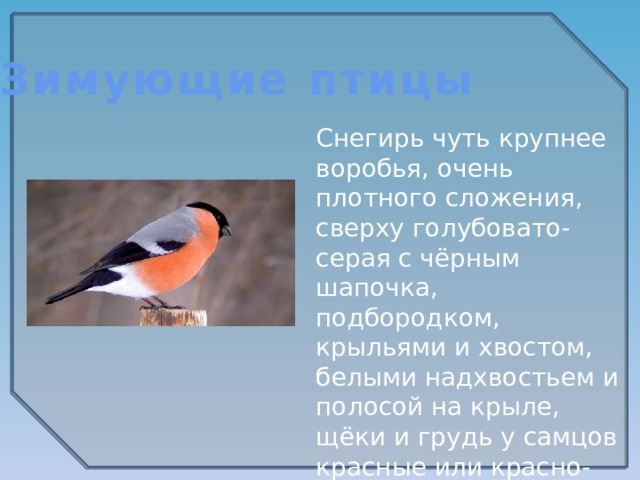 Зимующие птицы Снегирь чуть крупнее воробья, очень плотного сложения, сверху голубовато-серая с чёрным шапочка, подбородком, крыльями и хвостом, белыми надхвостьем и полосой на крыле, щёки и грудь у самцов красные или красно-розовые.