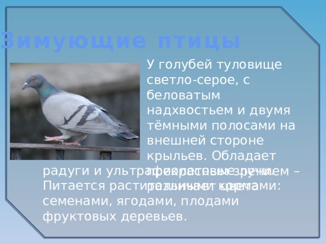 Зимующие птицы У голубей туловище светло-серое, с беловатым надхвостьем и двумя тёмными полосами на внешней стороне крыльев. Обладает прекрасным зрением – различает цвета радуги и ультрафиолетовые лучи. Питается растительными кормами: семенами, ягодами, плодами фруктовых деревьев.