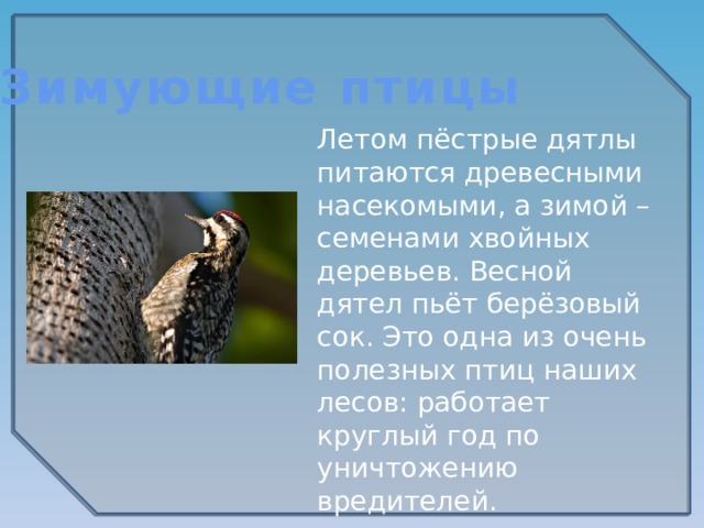 Зимующие птицы Летом пёстрые дятлы питаются древесными насекомыми, а зимой – семенами хвойных деревьев. Весной дятел пьёт берёзовый сок. Это одна из очень полезных птиц наших лесов: работает круглый год по уничтожению вредителей.