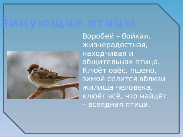 Зимующие птицы Воробей – бойкая, жизнерадостная, находчивая и общительная птица. Клюёт овёс, пшено, зимой селится вблизи жилища человека, клюёт всё, что найдёт – всеядная птица.