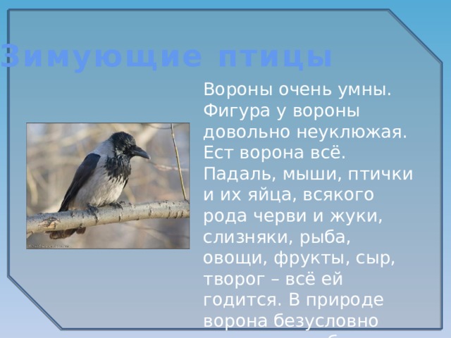 Зимующие птицы Вороны очень умны. Фигура у вороны довольно неуклюжая. Ест ворона всё. Падаль, мыши, птички и их яйца, всякого рода черви и жуки, слизняки, рыба, овощи, фрукты, сыр, творог – всё ей годится. В природе ворона безусловно полезна, но вблизи человеческого жилья становится воровкой.