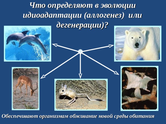 Что определяют в эволюции идиоадаптации (аллогенез) или дегенерации)? Обеспечивают организмам обживание новой среды обитания