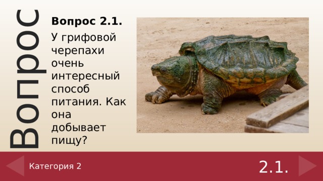 Вопрос 2.1. У грифовой черепахи очень интересный способ питания. Как она добывает пищу? Категория 2 2.1.