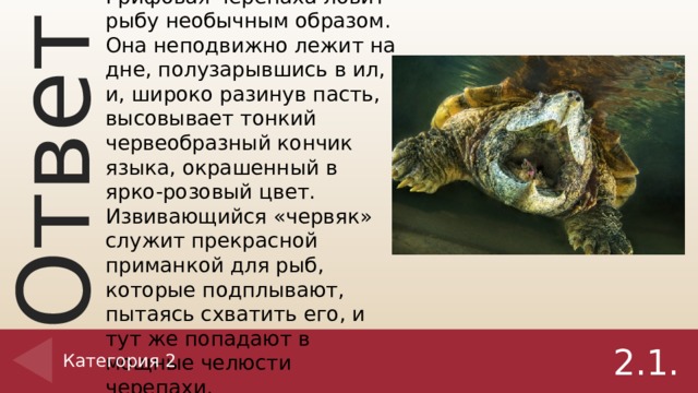 Ответ на вопрос 2.1. Грифовая черепаха ловит рыбу необычным образом. Она неподвижно лежит на дне, полузарывшись в ил, и, широко разинув пасть, высовывает тонкий червеобразный кончик языка, окрашенный в ярко-розовый цвет. Извивающийся «червяк» служит прекрасной приманкой для рыб, которые подплывают, пытаясь схватить его, и тут же попадают в мощные челюсти черепахи. Категория 2 2.1.